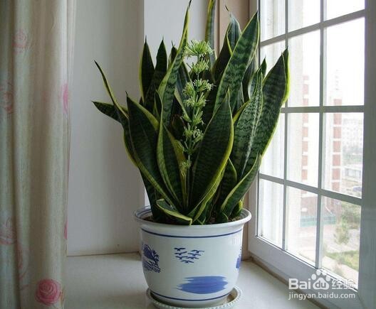 虎皮兰施什么肥好