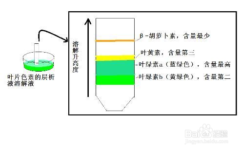 层析液色素分布图片