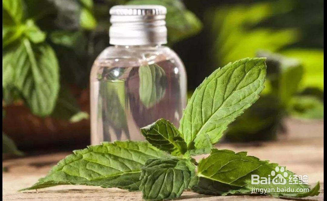 薄荷精油的功效与作用及副作用