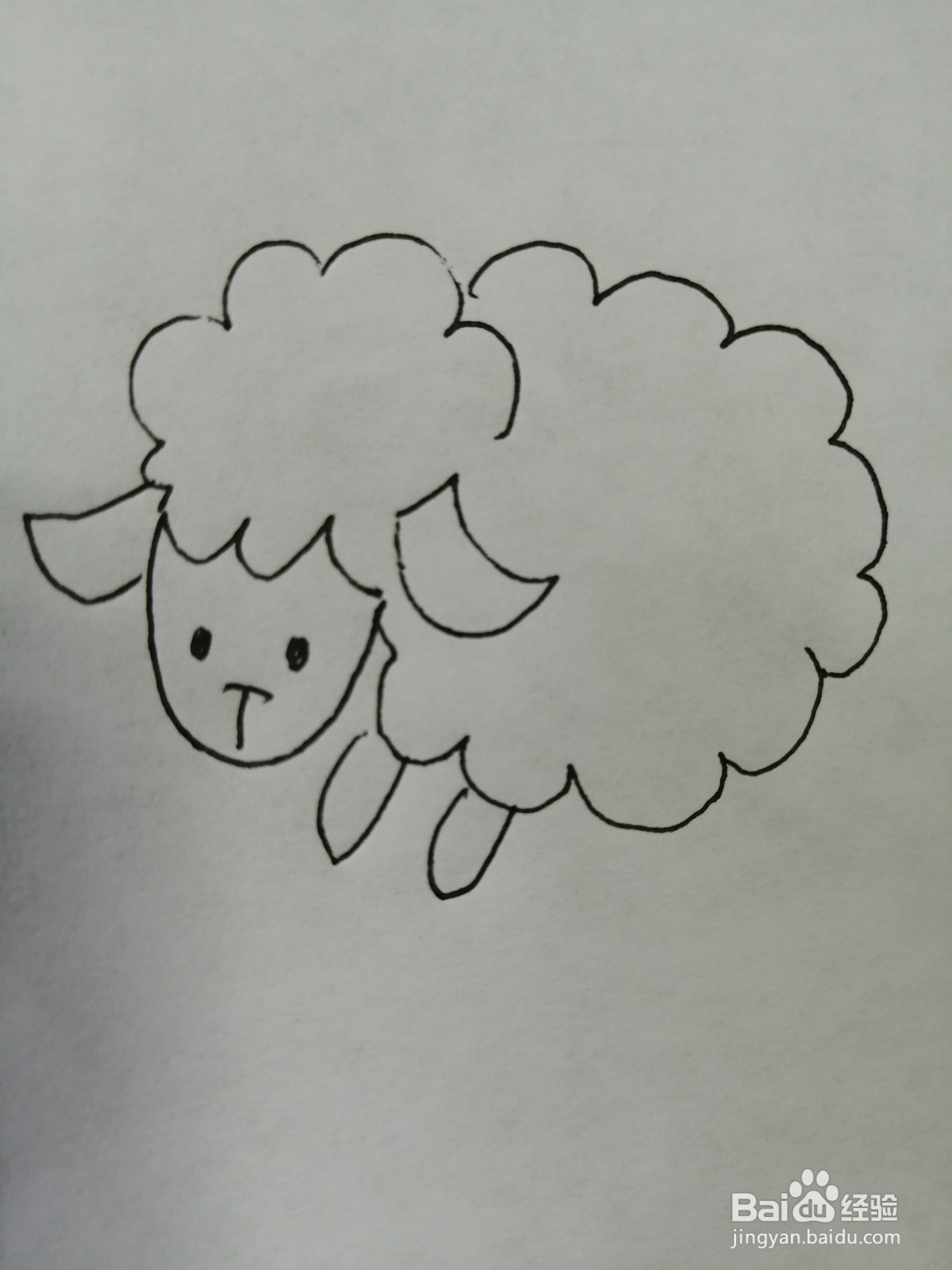 可爱的小绵羊怎么画