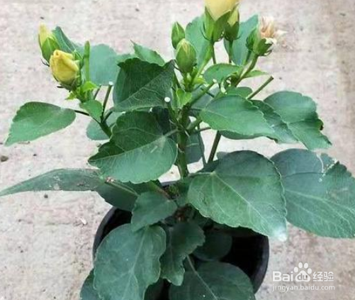 花叶黄了怎么能变绿