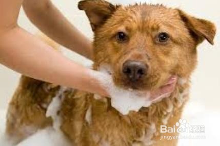 夏天如何正确给狗洗澡