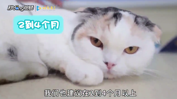 怎样正确给幼猫洗澡