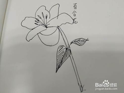 百合花简笔画怎么画 怎么画一只好看的百合花 百度经验 百合花简笔画怎么画 怎么画一只好看的百合花 百度经验