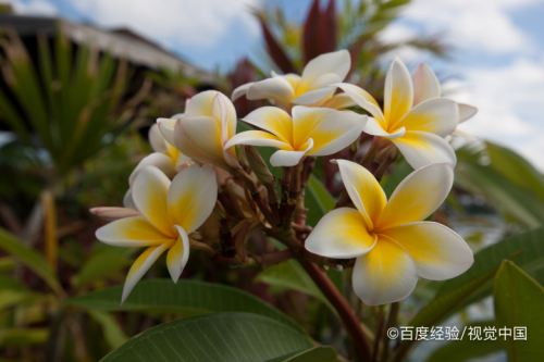 雞蛋花樹怎樣種植