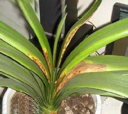 君子兰黄斑病怎么处理