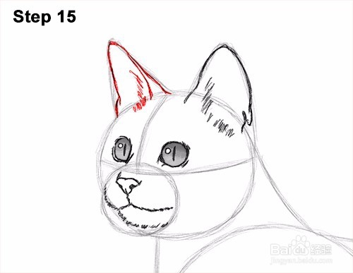 如何画一只猫(孟加拉)——加菲的吃货生活