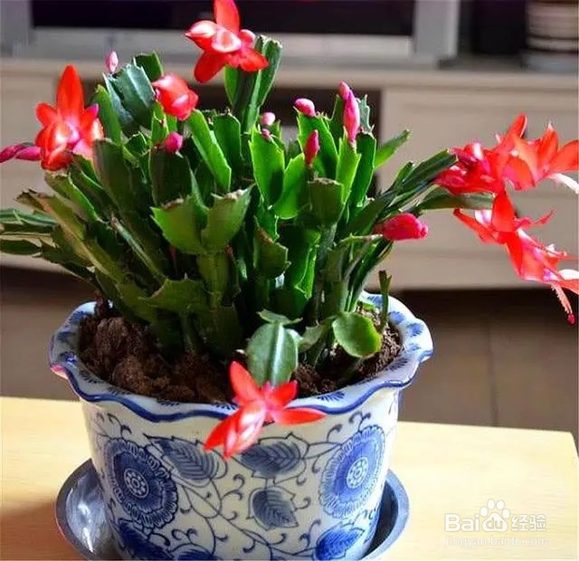 蟹爪兰夏天怎么养