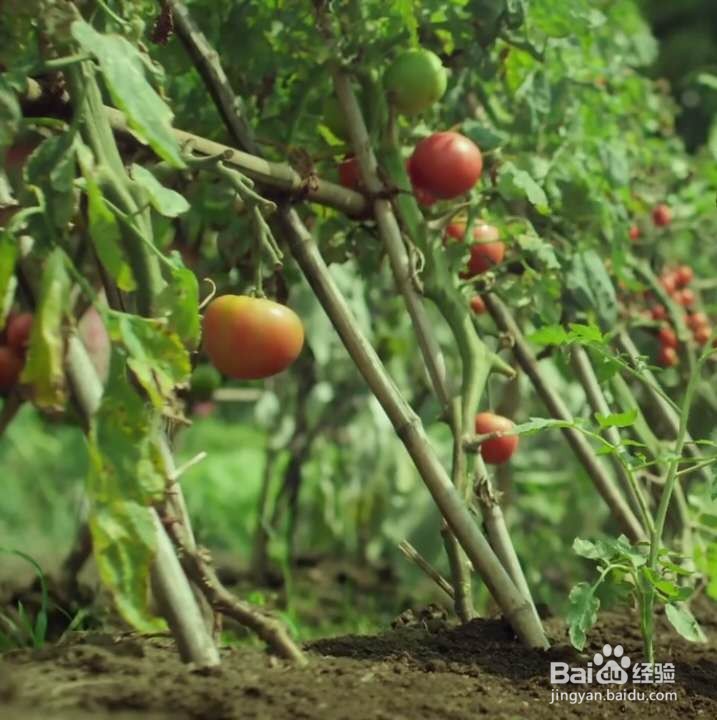 乡间的暑假生活攻略