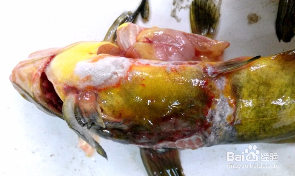 养殖经验浅谈-黄颡鱼大肚子