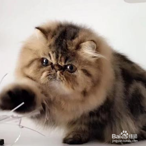 冬天怎么养猫？