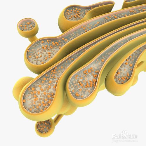 高尔基体主要是对来自内质网的蛋白质进行加工分类和包装的车间及