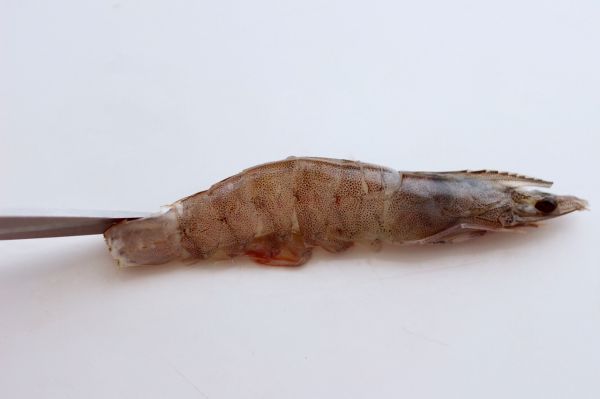 蒜末粉丝蒸好虾