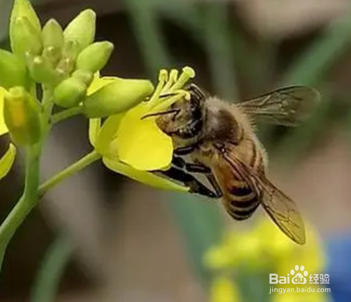 怕虫子怎么克服