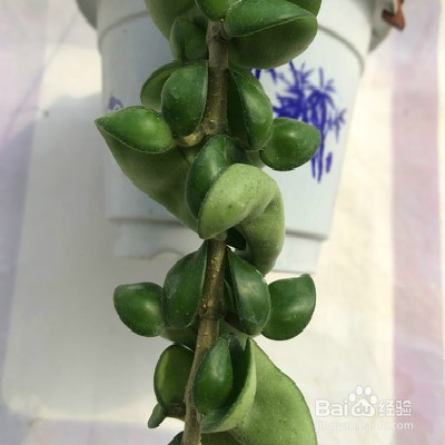 教你养卷叶球兰