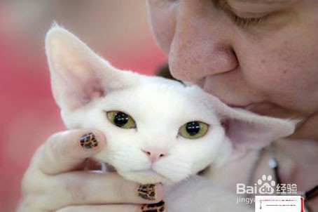 怎么让猫喜欢你粘着你