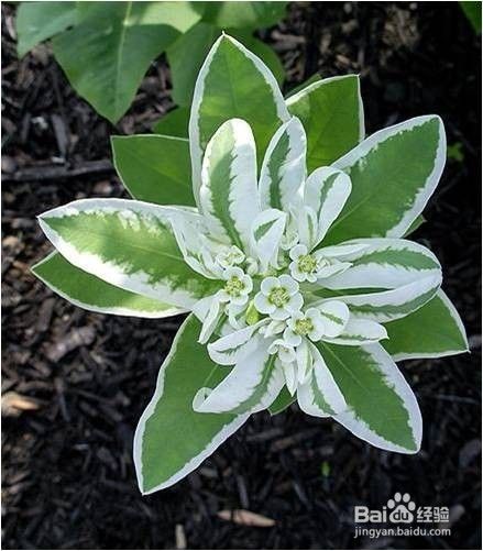 教你认识快速认识花材中英文表达 百度经验