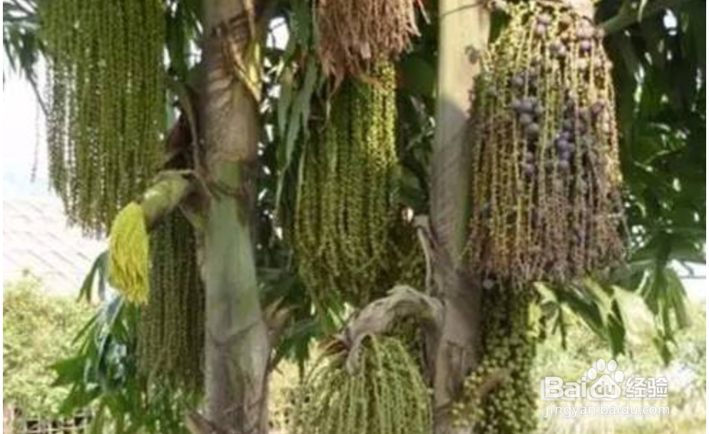 痒痒粉的简单制作方法