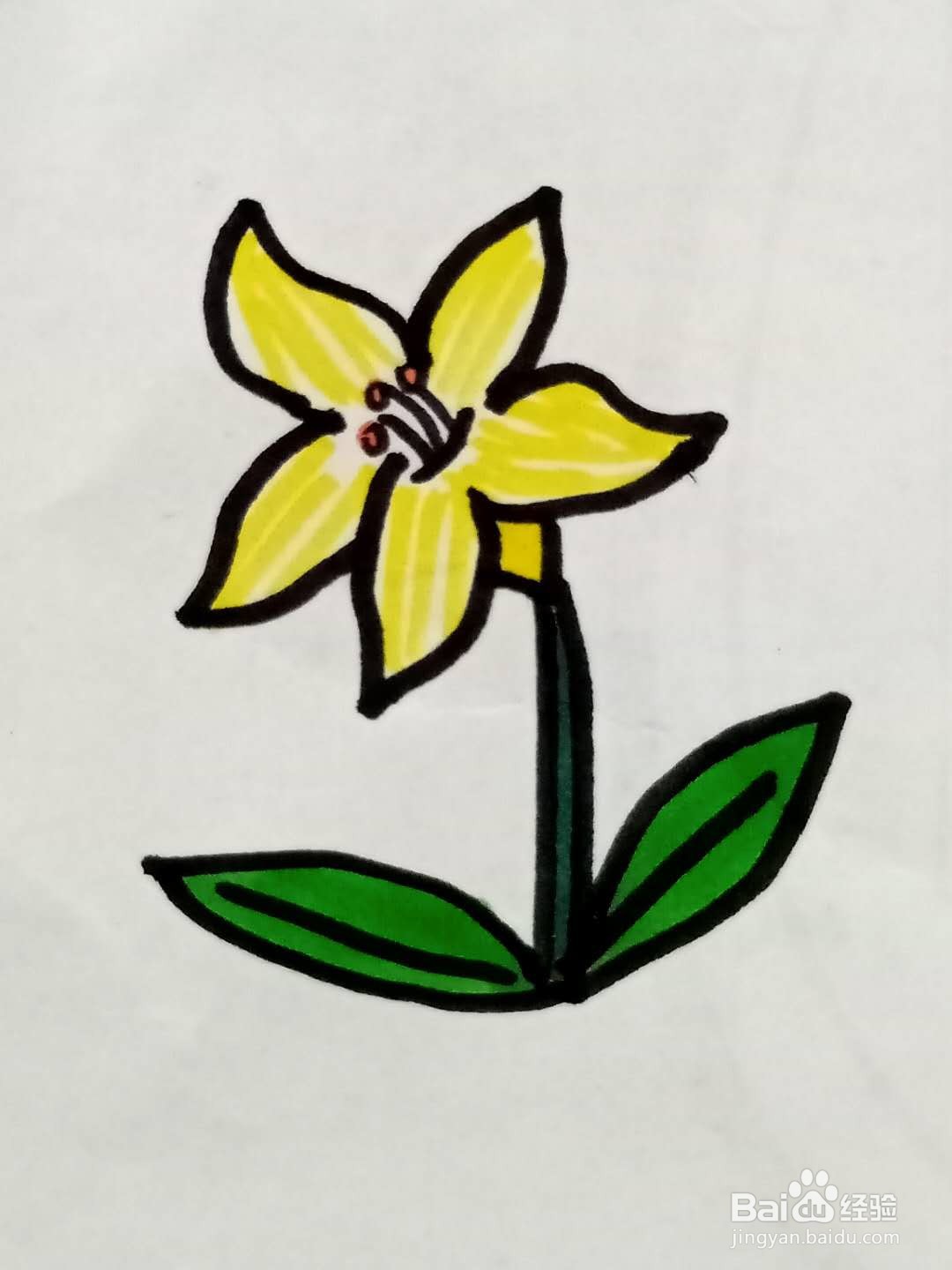 怎样画百合花
