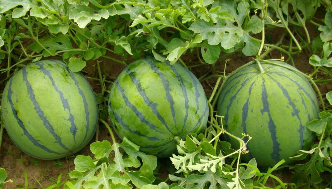 猪肝和西瓜能一起吃吗