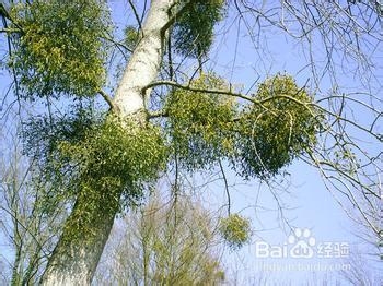 快速降血压的偏方有哪些？