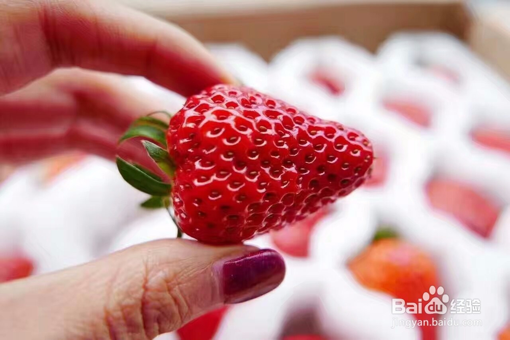 草莓脯烘干机的效果好吗草莓干烘干机使用技巧