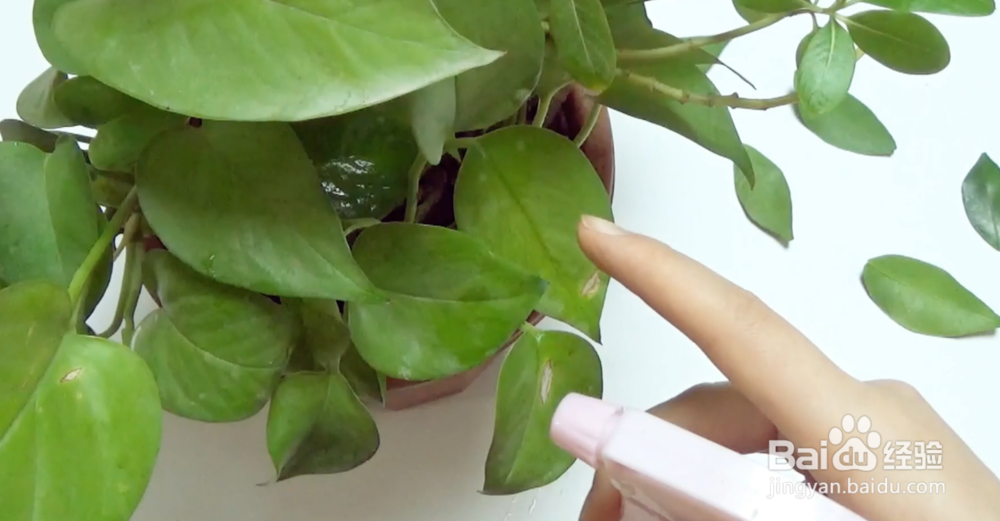 橘子皮别扔了,原来作用很多,能帮你省不少钱