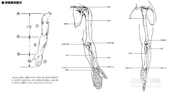 人物速写教程之肢体解剖分析