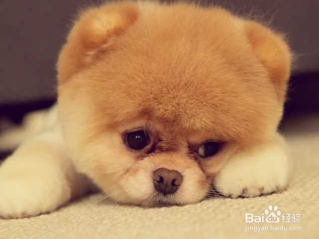 狗狗老爱向其他狗挑衅怎么办