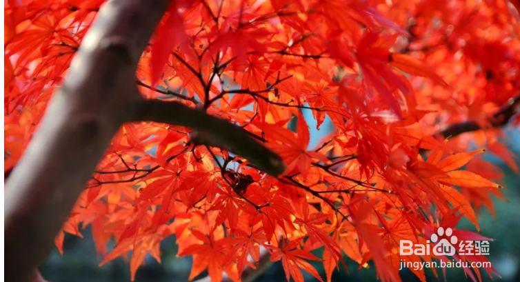 杭州哪里的枫叶最美