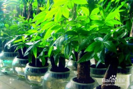 发财树枯萎了怎么救活