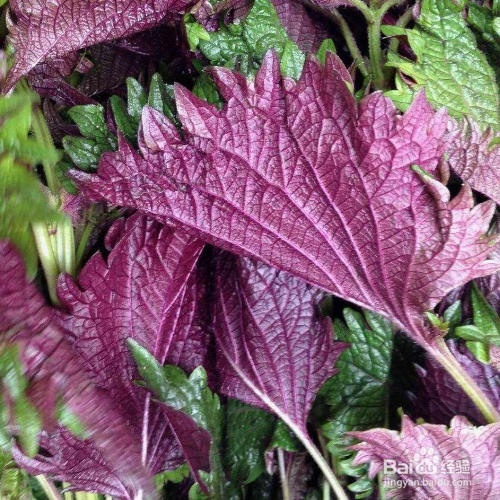 紫苏黄叶的原因和处理方法有哪些?