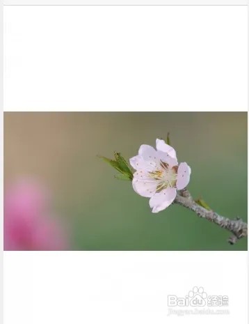 苹果手机照片变黑了如何恢复