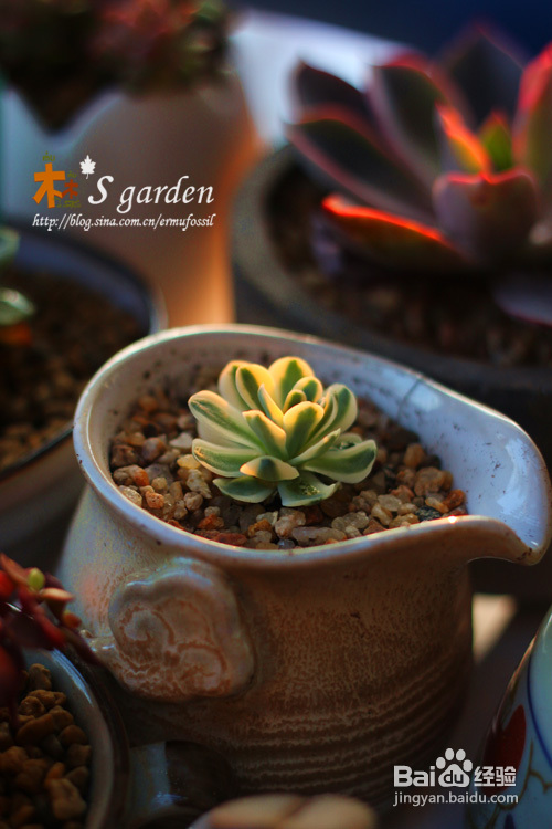 植物摄影小窍门+皮神山大王记