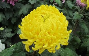 秋季盆花的管理经验