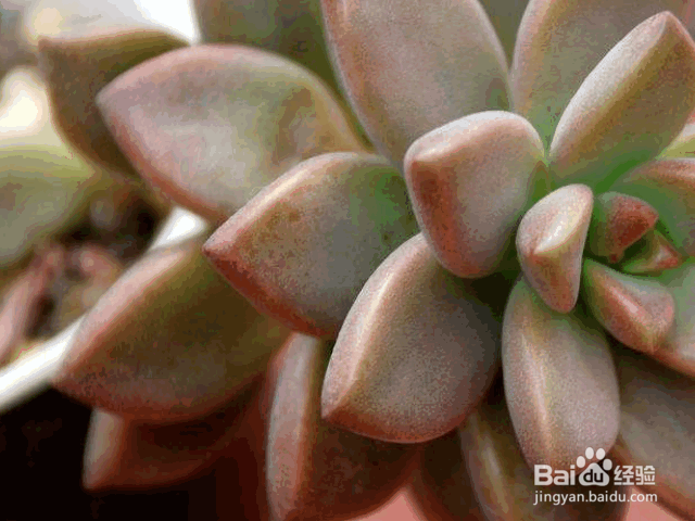 新手适合养殖的几种多肉