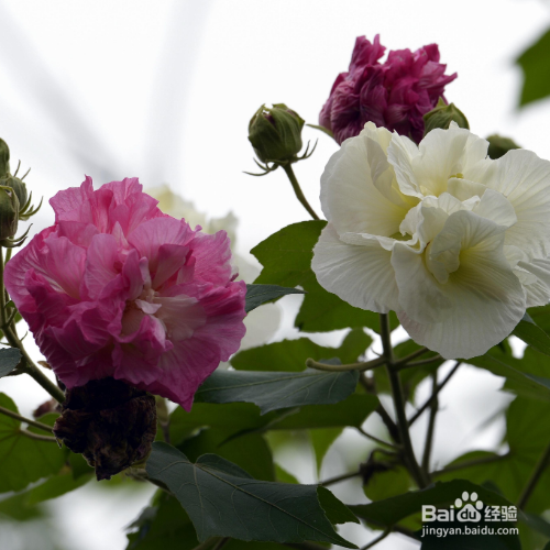 我们养芙蓉花需要注意哪些?