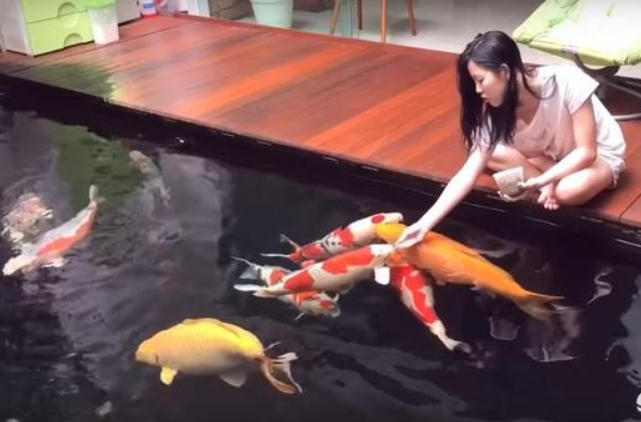 锦鲤为什么总是撞缸呢