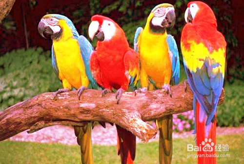 Mathematica的图像处理基础