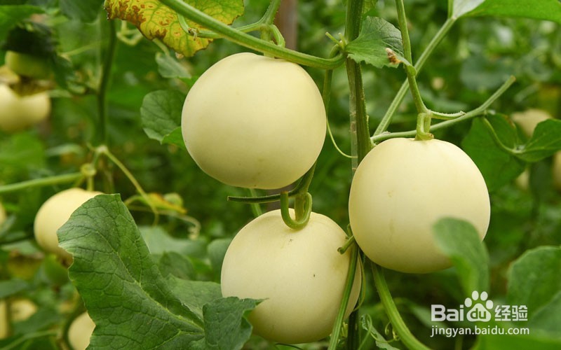 怎样挑选好吃的甜瓜