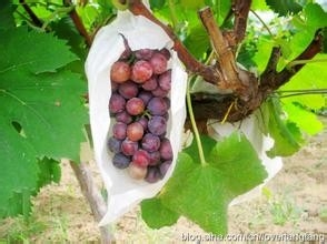 葡萄的功效。