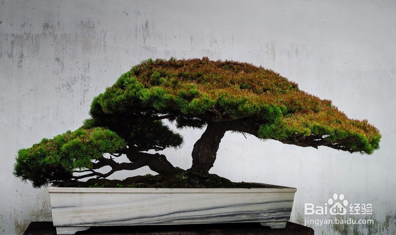 卧室里放这些花会有这么大的危害千万不能放