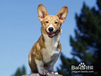 怎样训练狗狗做算术题