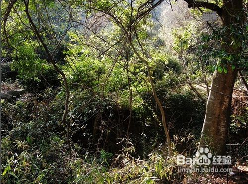 苏州东山古镇旅游经验分享