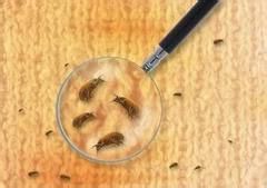 8个轻松拥有清新空气的好方法