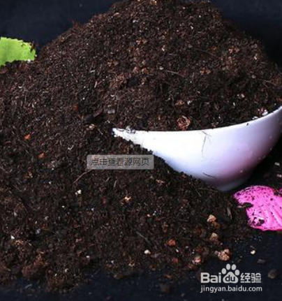 月季花叶子发黄干枯掉叶怎么办