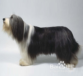 我们爱的狗狗图