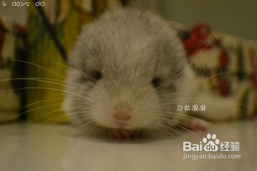 养蜜袋鼯的新人们要准备哪些思想?