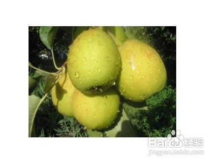 冬天适合吃什么水果