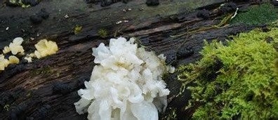 5款超简单补水保湿DIY面膜